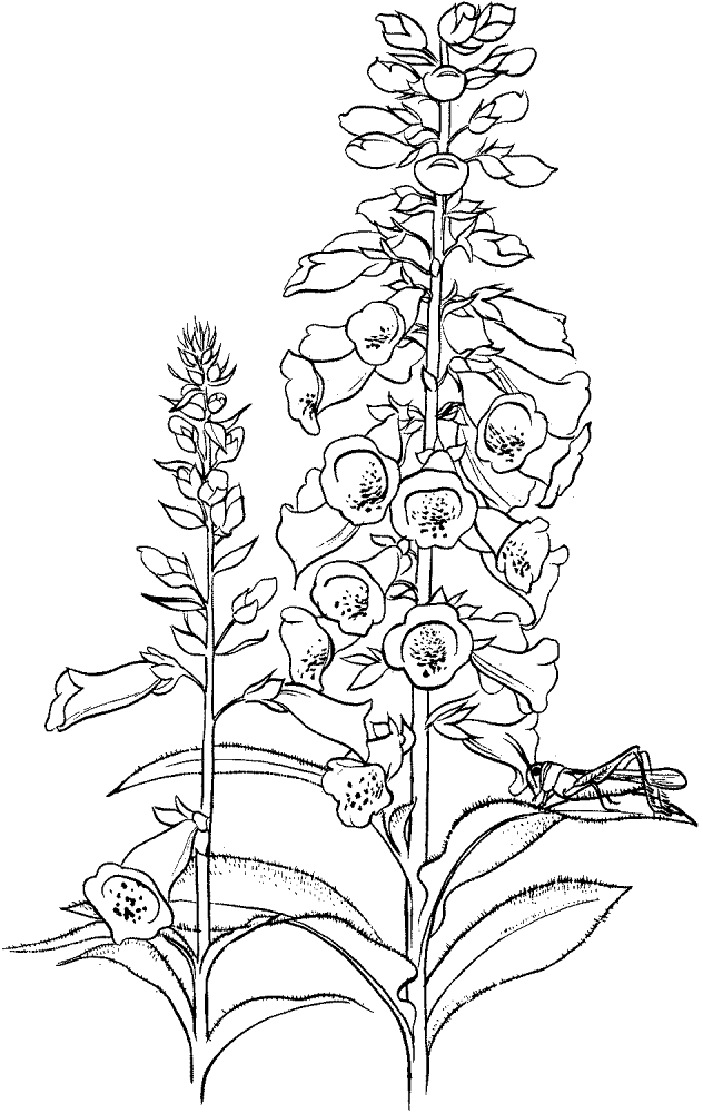 Desenho de Gafanhotos para colorir e imprimir: número 36