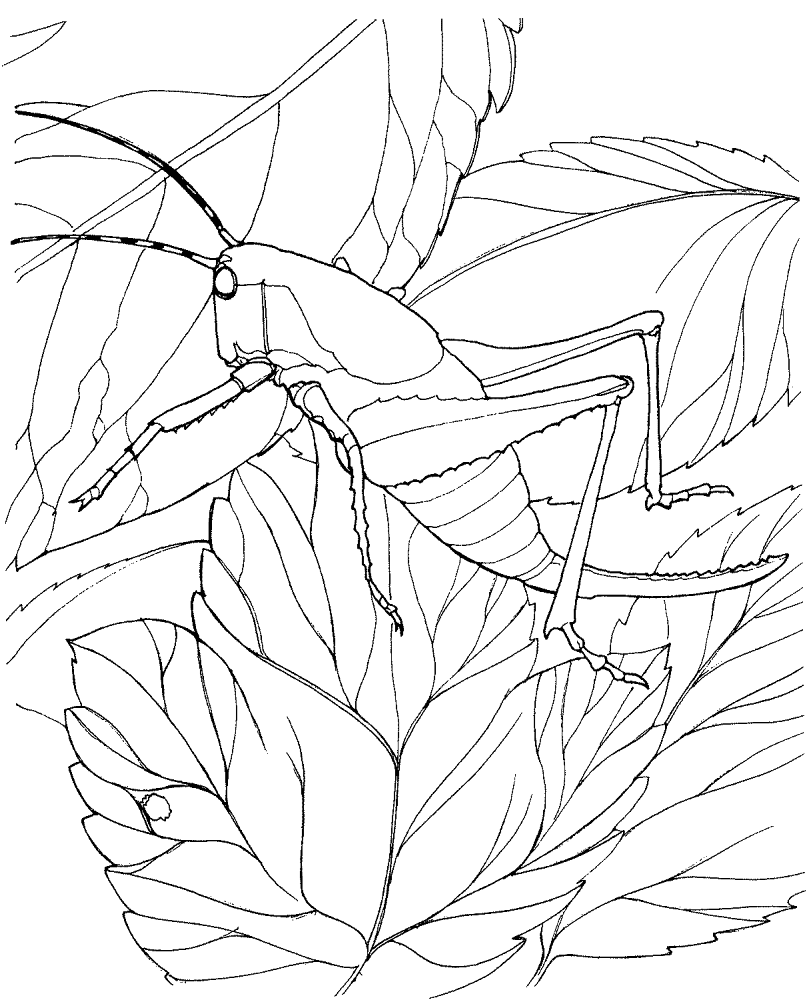 Desenho de Gafanhotos para colorir e imprimir: número 37