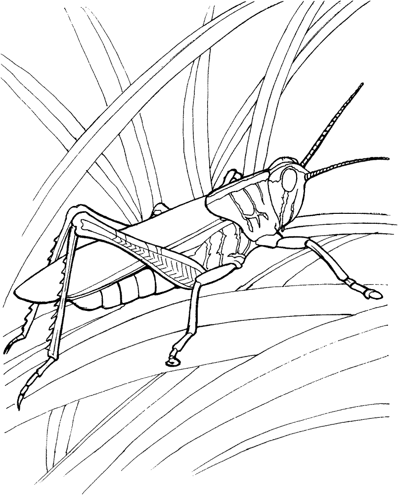 Desenho de Gafanhotos para colorir e imprimir: número 42