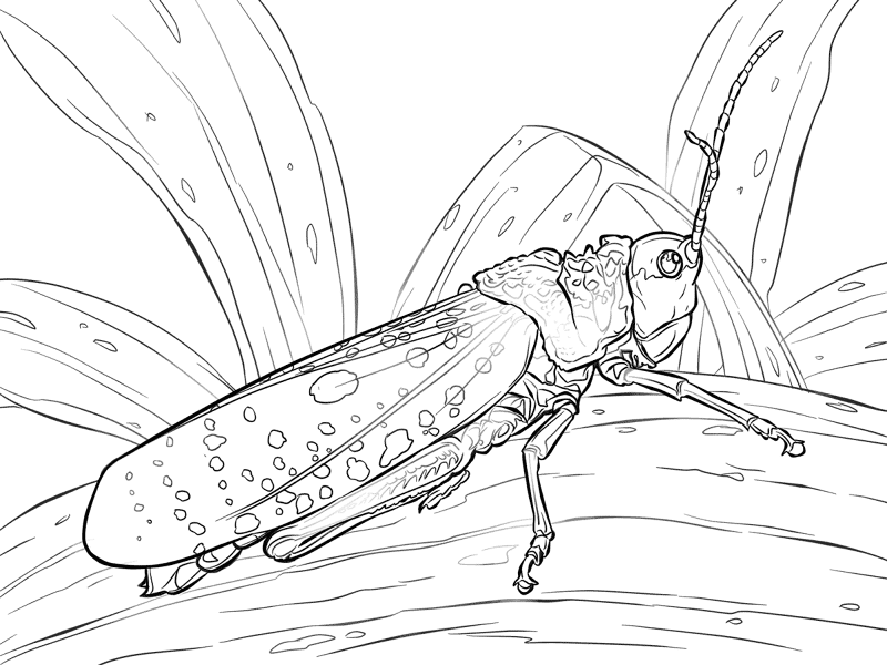 Desenho de Gafanhotos para colorir e imprimir: número 45