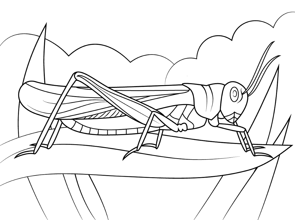 Desenho de Gafanhotos para colorir e imprimir: número 46
