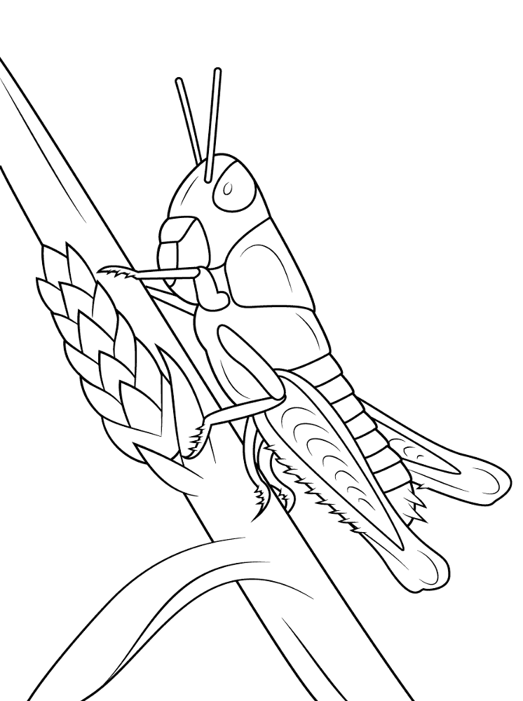 Desenho de Gafanhotos para colorir