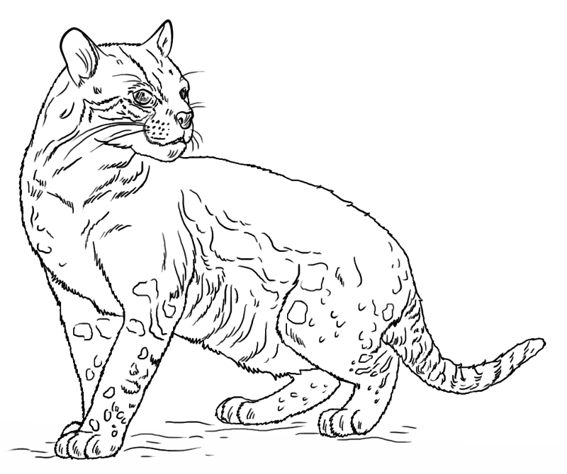 Desenho de Gatos para colorir e imprimir: número 13