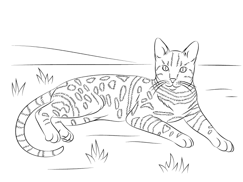 Desenho de Gatos para colorir e imprimir: número 20