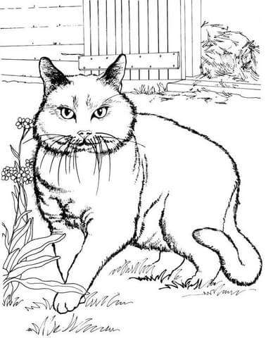 Desenho de Gatos para colorir e imprimir: número 31