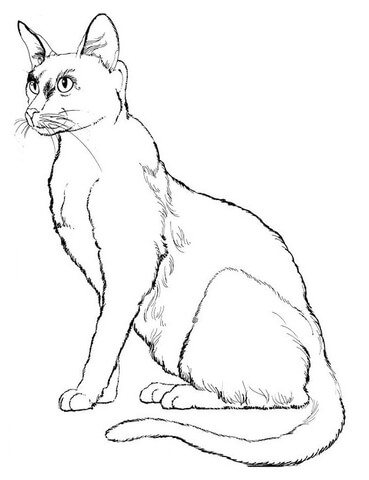 Desenho de Gatos para colorir e imprimir: número 32