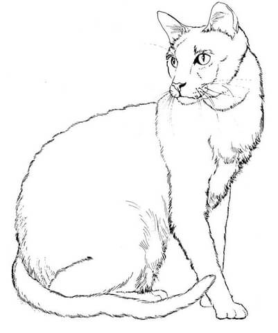 Desenho de Gatos para colorir e imprimir: número 33