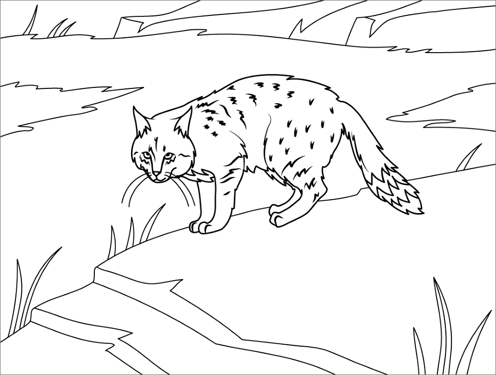 Desenho de Gatos para colorir e imprimir: número 48