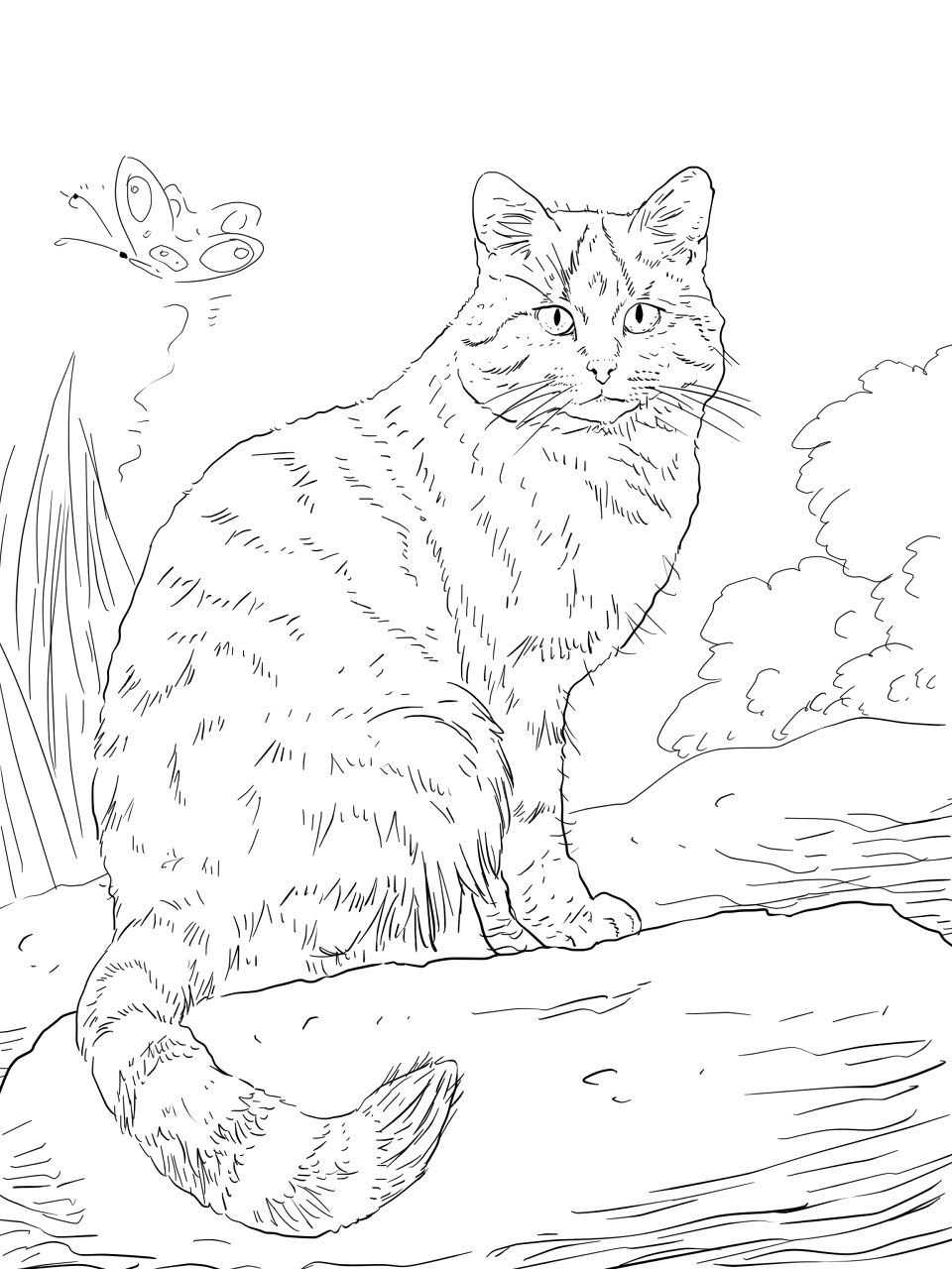 Desenho de Gatos para colorir