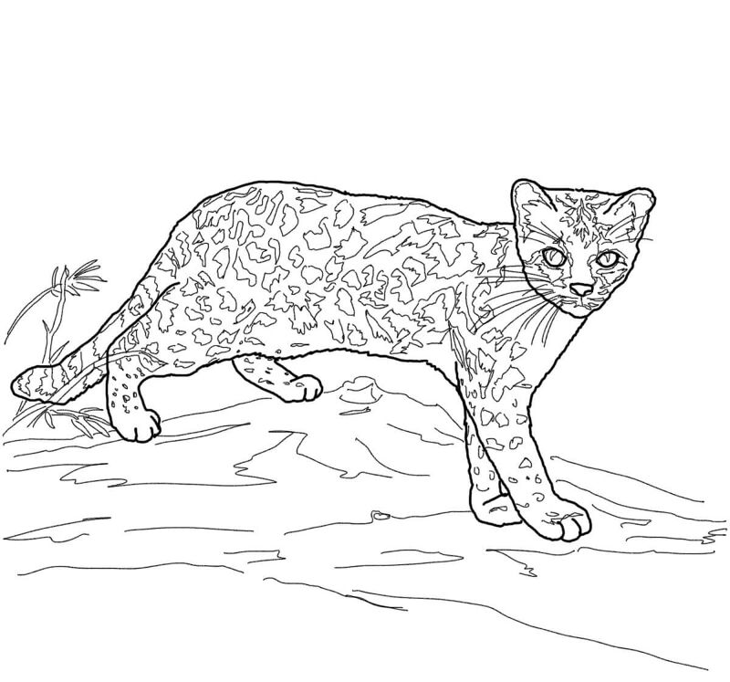 Desenho de Gatos para colorir