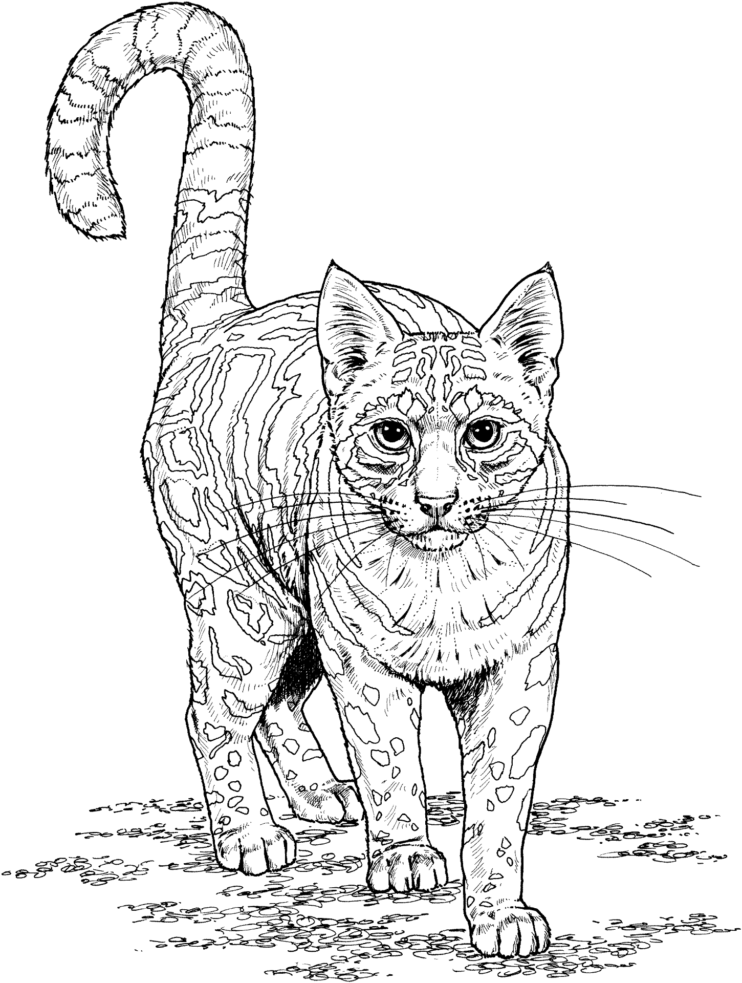 Desenho de Gatos para colorir