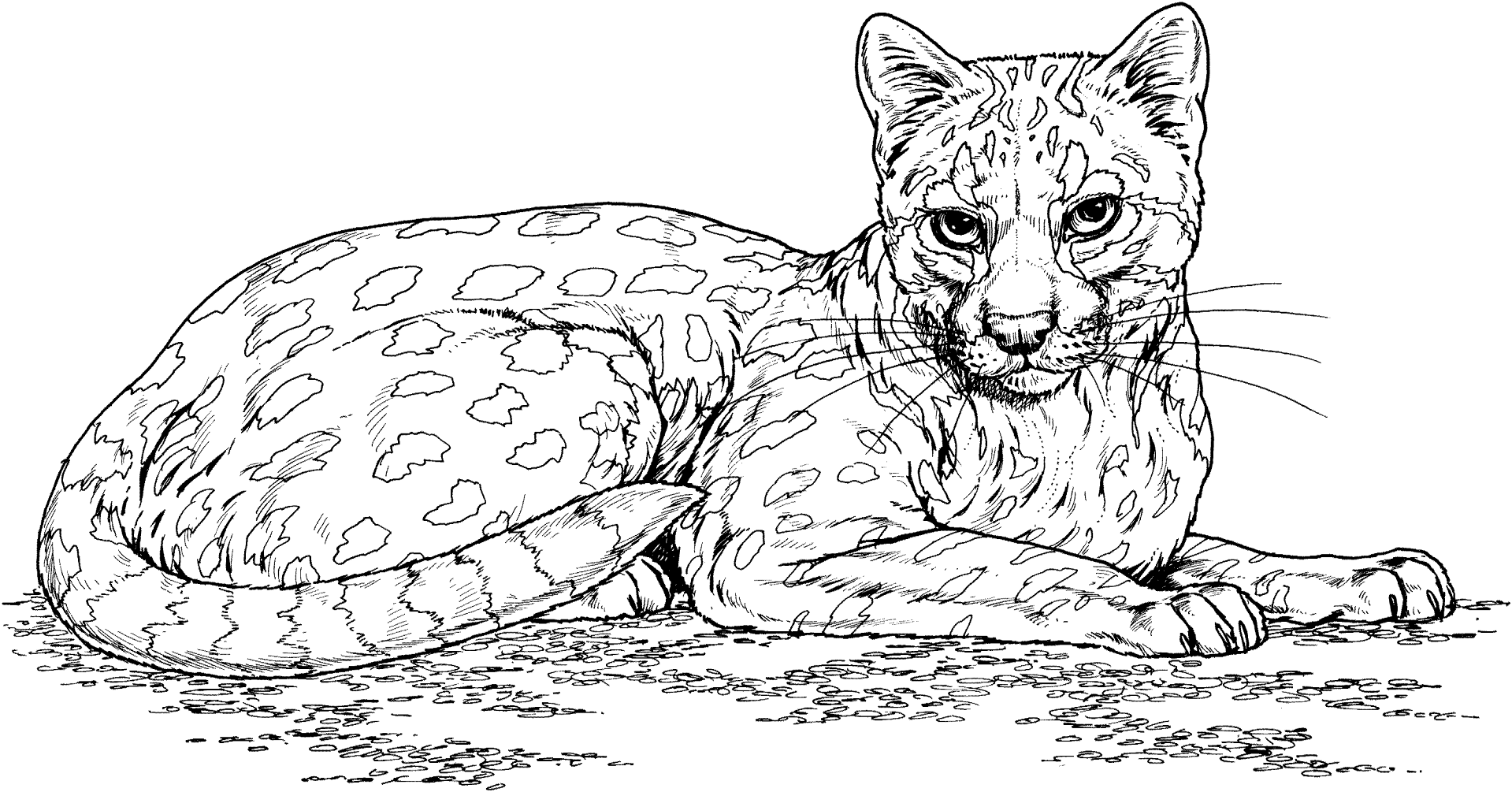 Desenho de Gatos para colorir