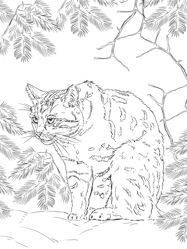 Desenho de Gatos para colorir