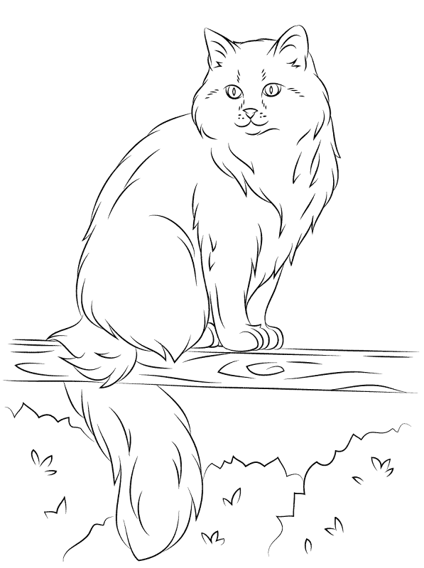 Desenho de Gatos para colorir