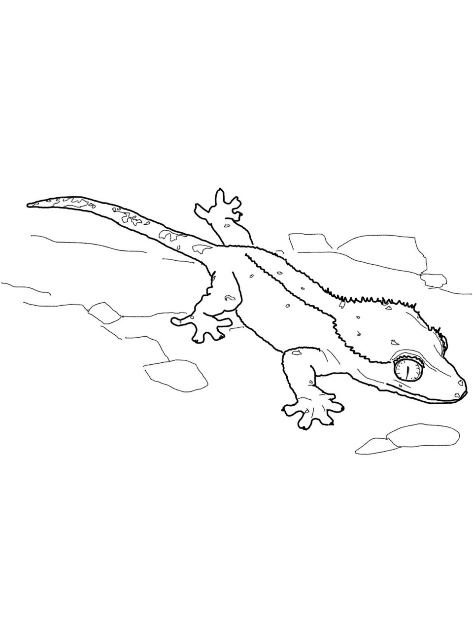 Desenho de Geco para colorir e imprimir: número 8