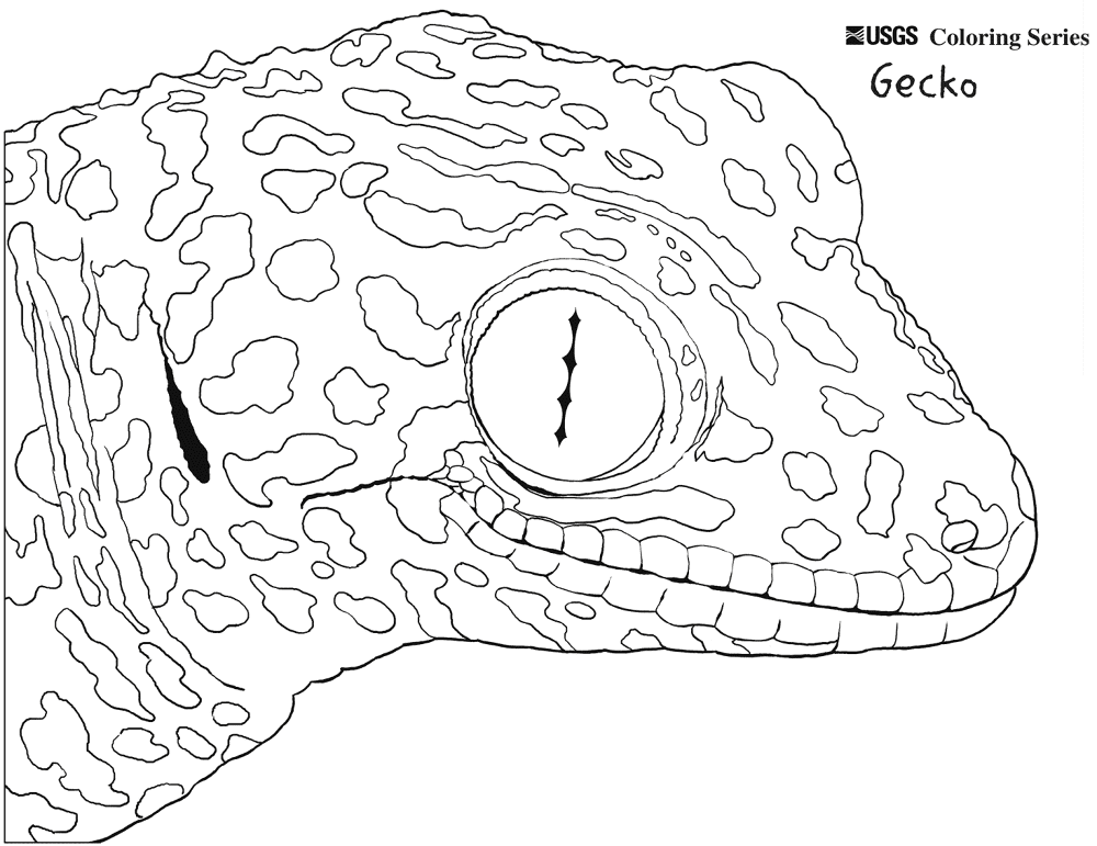Desenho de Geco para colorir e imprimir: número 11