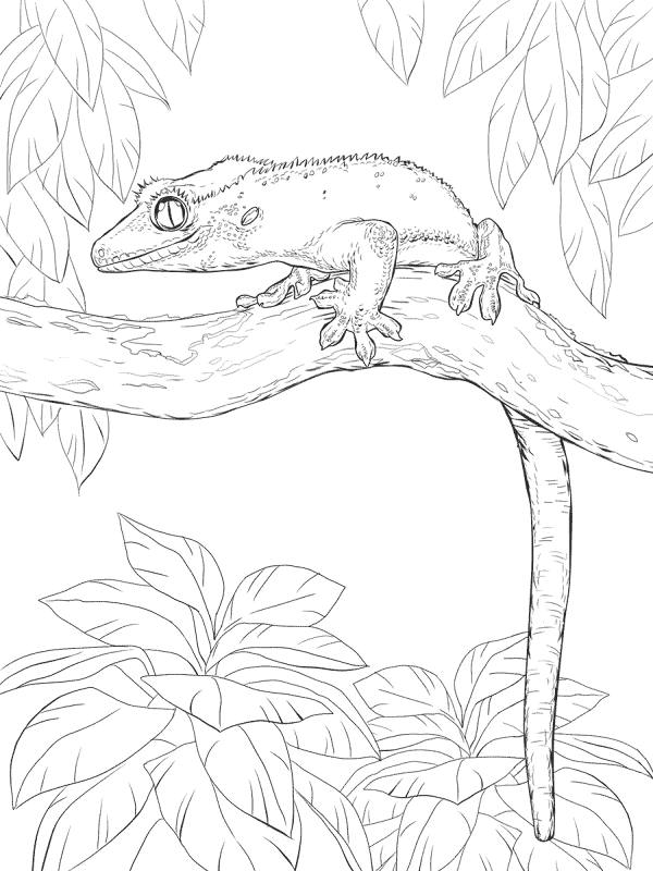Desenho de Geco para colorir e imprimir: número 12