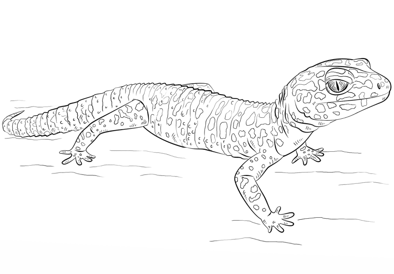 Desenho de Geco para colorir e imprimir: número 15