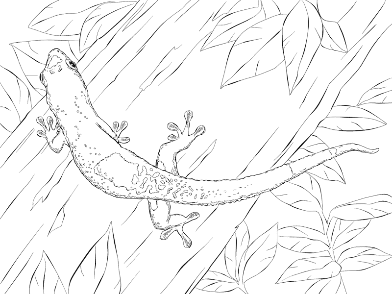 Desenho de Geco para colorir e imprimir: número 16