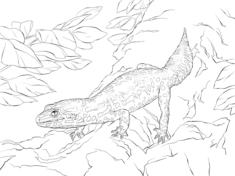 Desenho de Geco para colorir e imprimir: número 18
