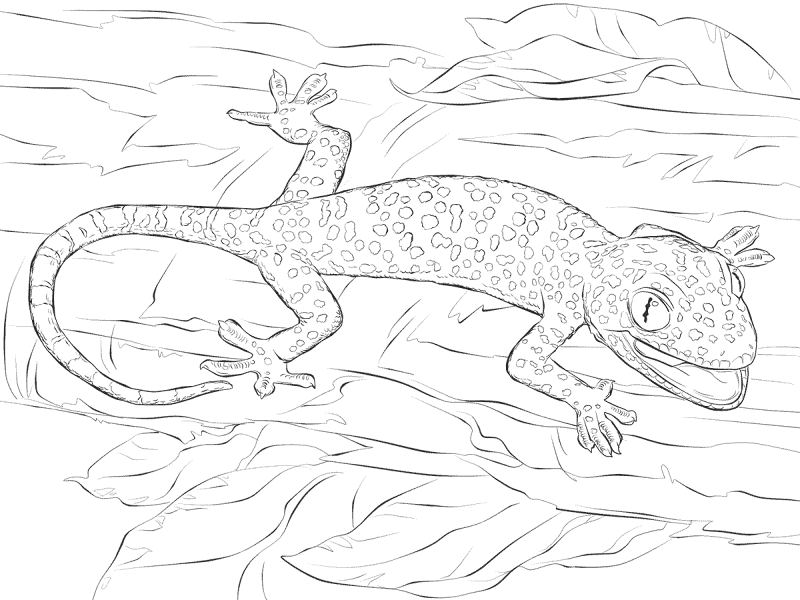 Desenho de Geco para colorir e imprimir: número 19