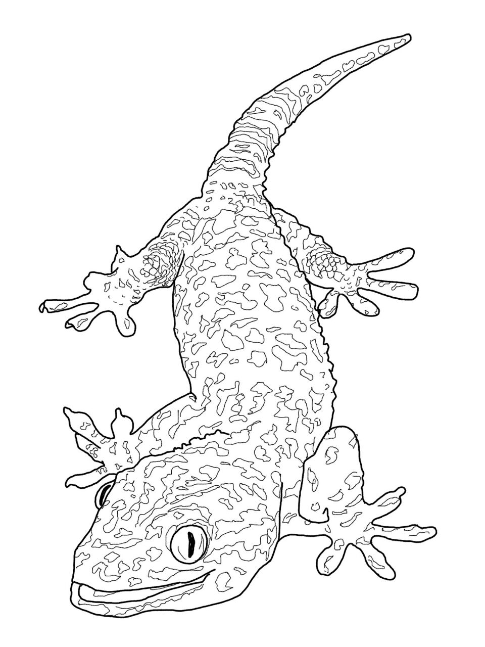 Desenho de Geco para colorir e imprimir: número 21