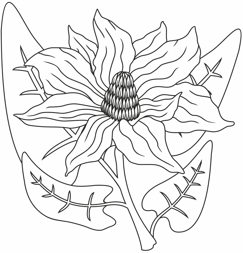 Desenho de Geral para colorir