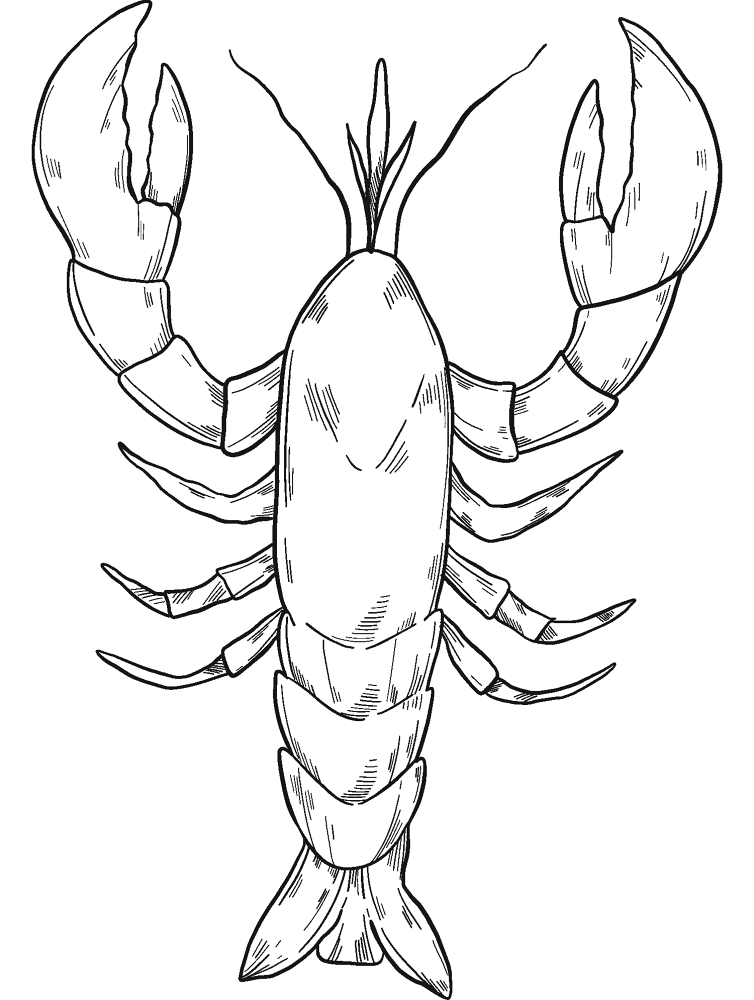 Desenho de Geral para colorir