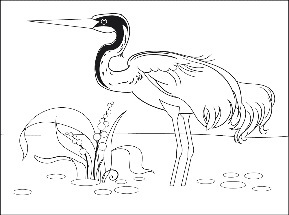 Desenho de Geral para colorir