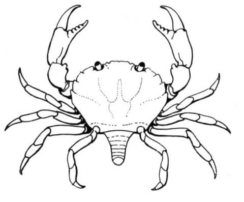 Desenho de Geral para colorir