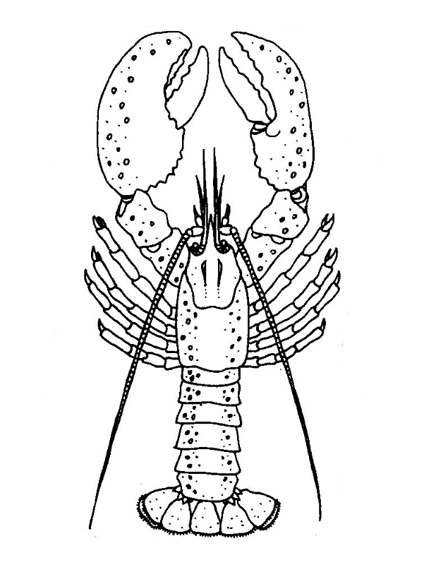 Desenho de Geral para colorir