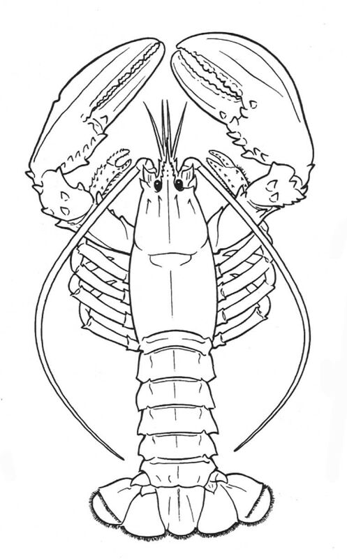 Desenho de Geral para colorir