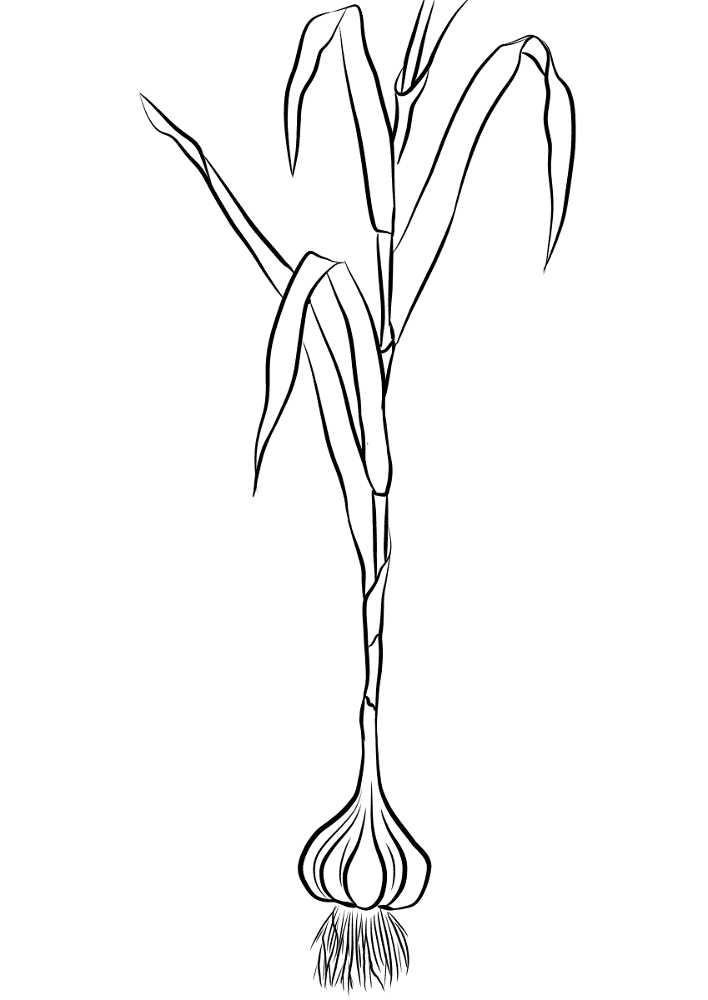 Desenho de Geral para colorir