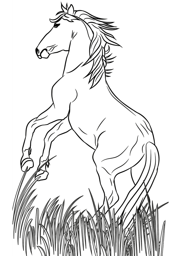 Desenho de Geral para colorir
