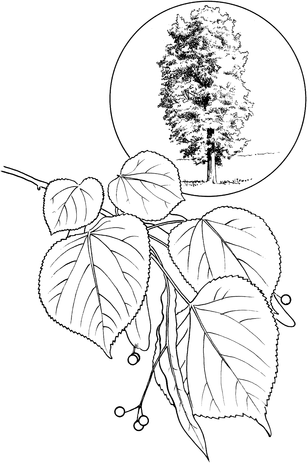 Desenho de Geral para colorir