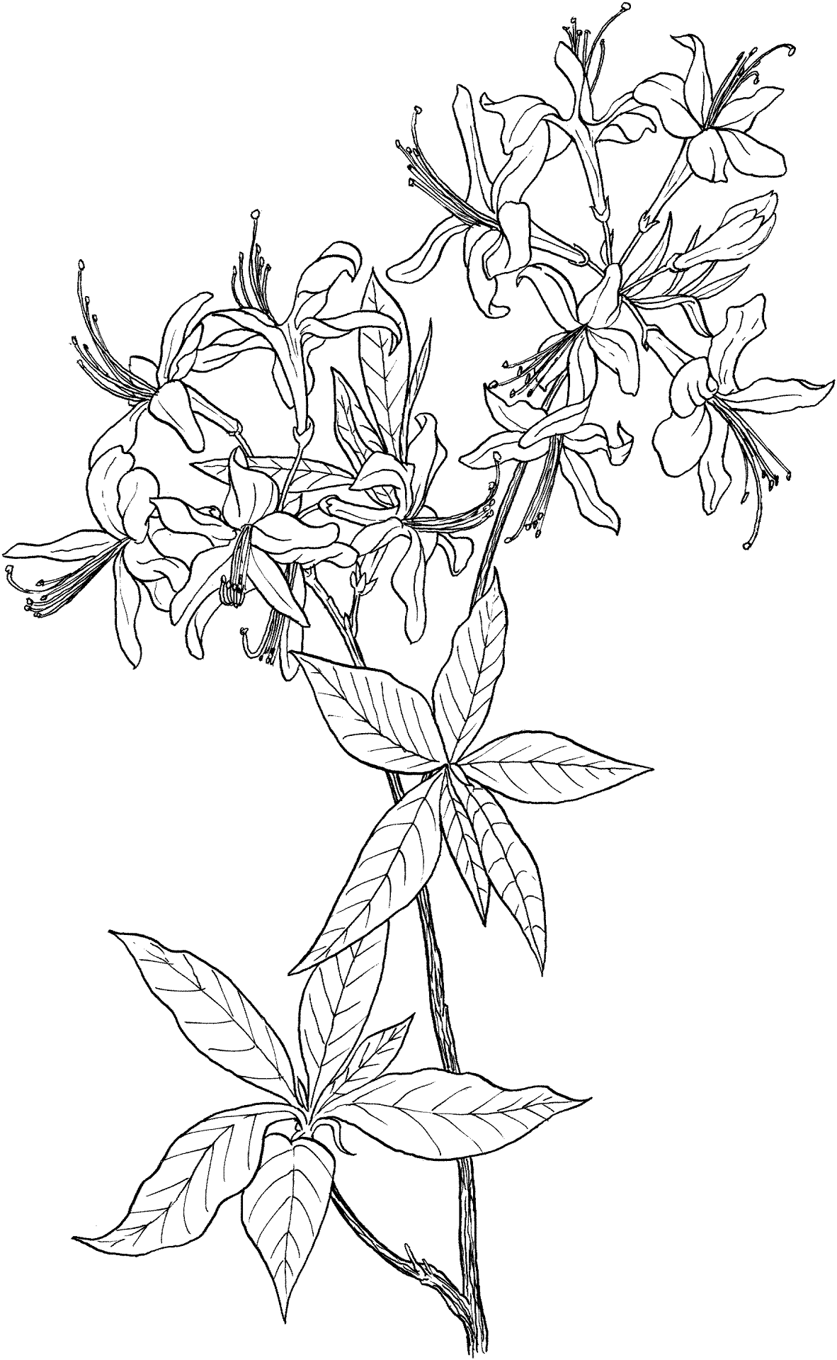 Desenho de Geral para colorir