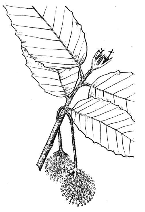 Desenho de Geral para colorir
