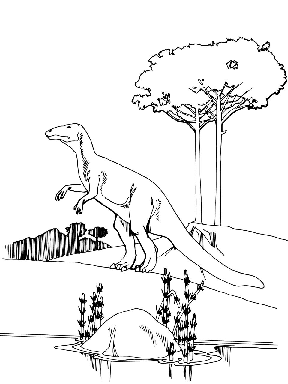 Desenho de Geral para colorir