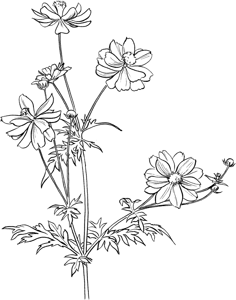 Desenho de Geral para colorir