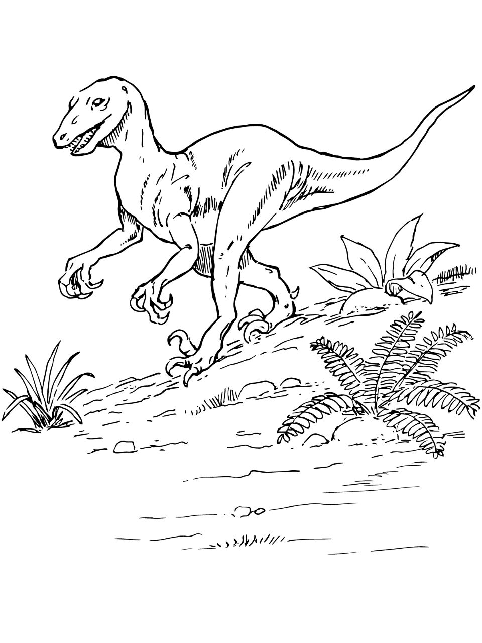 Desenho de Geral para colorir