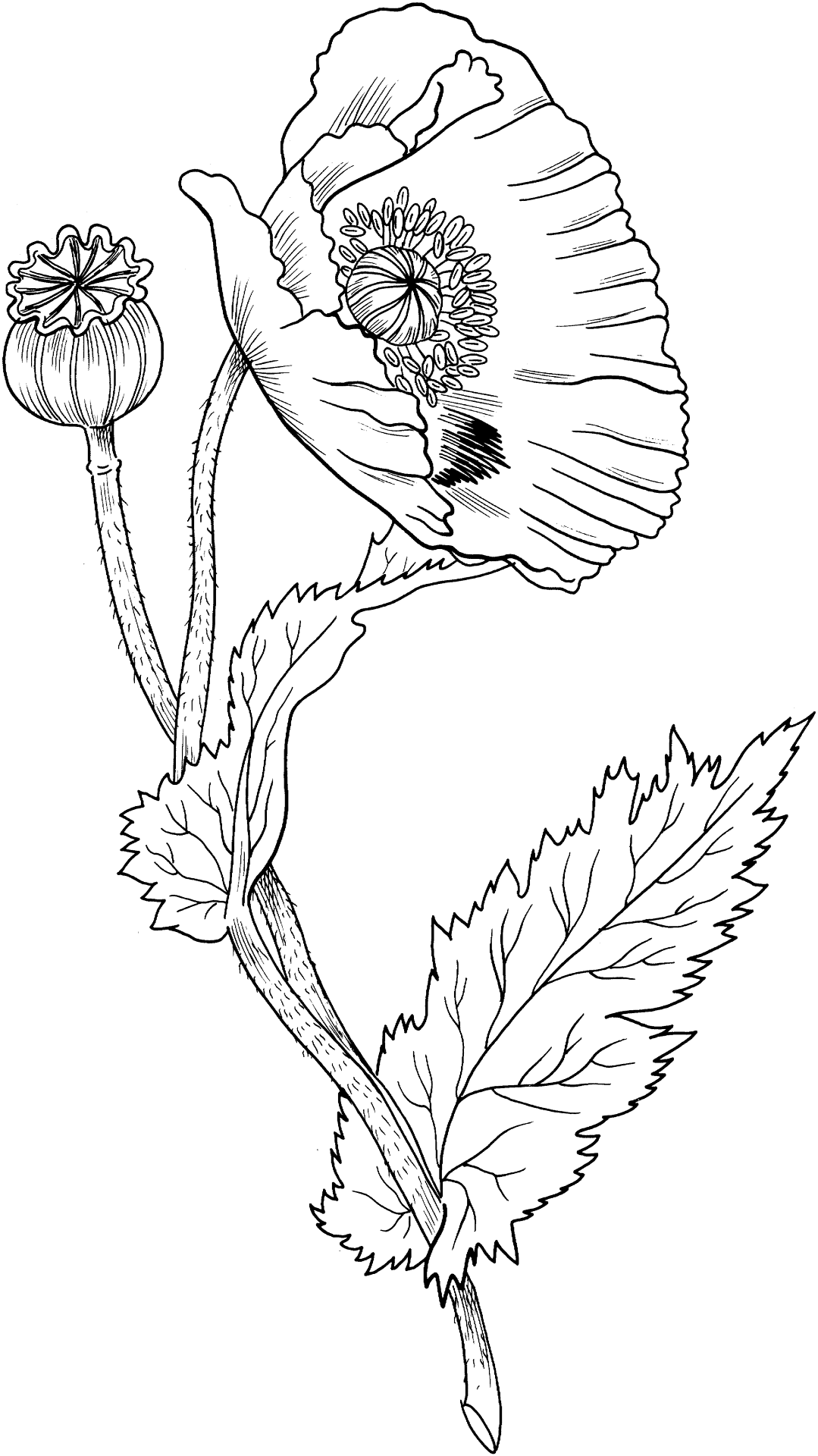 Desenho de Geral para colorir