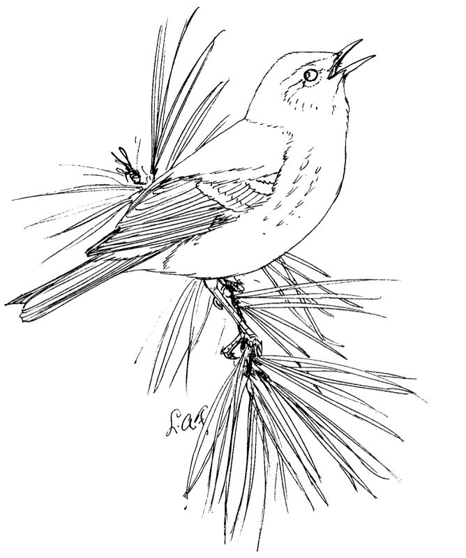 Desenho de Geral para colorir