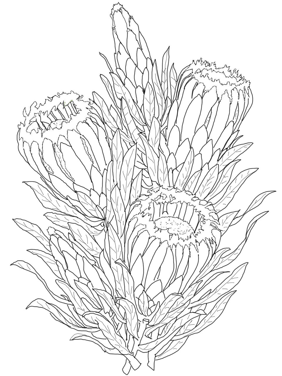 Desenho de Geral para colorir