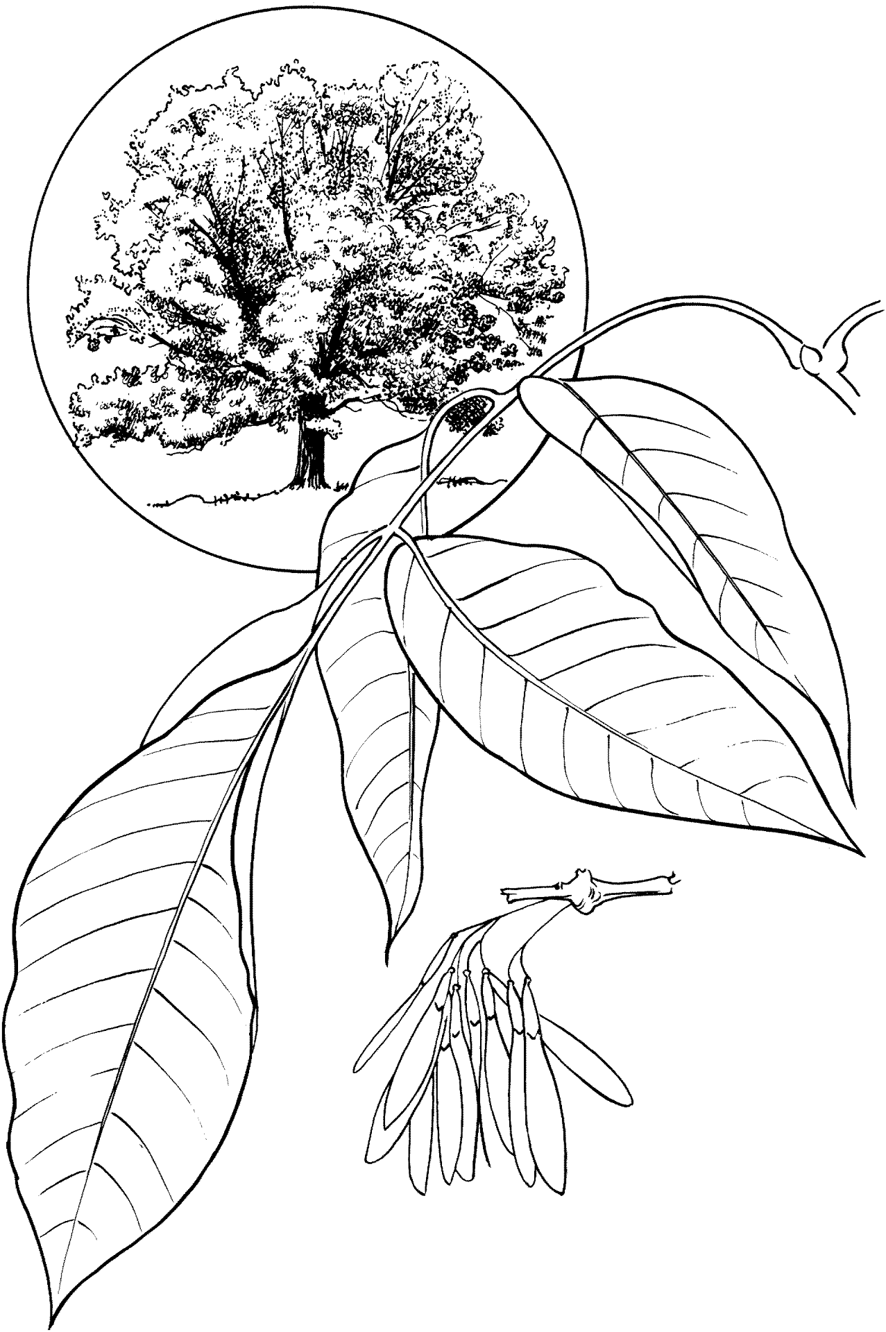 Desenho de Geral para colorir
