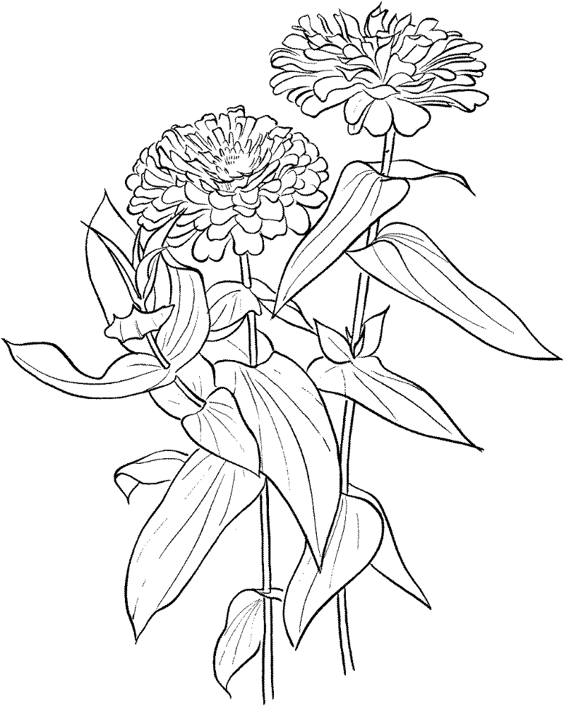 Desenho de Geral para colorir