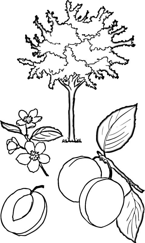 Desenho de Geral para colorir
