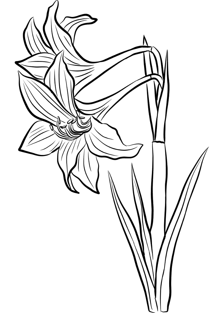 Desenho de Geral para colorir