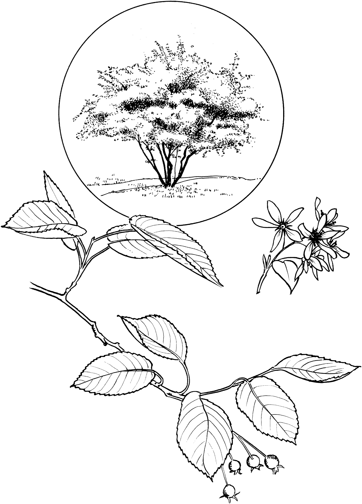 Desenho de Geral para colorir