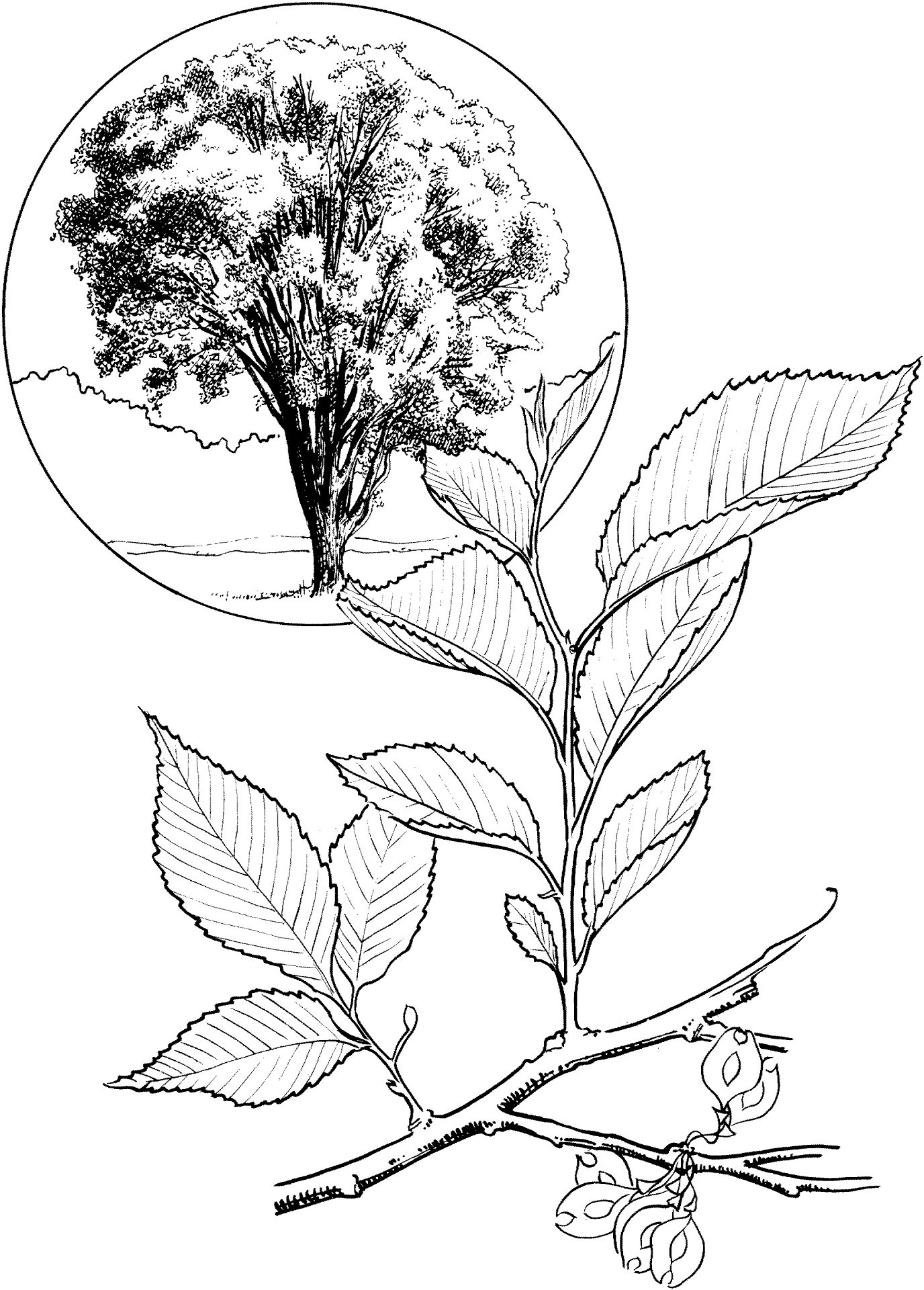 Desenho de Geral para colorir