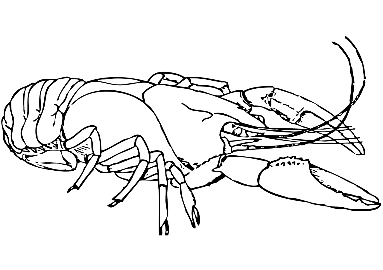 Desenho de Geral para colorir